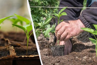 Что положить в лунку при посадке перца: рецепты без химии из бабушкиного блокнота