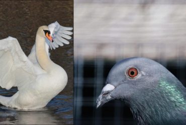 Оптическая иллюзия: надо найти забавного голубя среди чаек и лебедей за 7 секунд