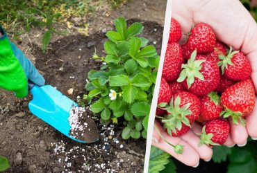 Не только золой: советы бывалых, чем подкормить клубнику весной для хорошего урожая
