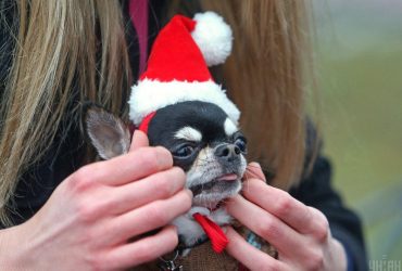 Какая порода собак очень нахальная: эксперт назвала претендента на лидерство в семье