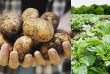 Хитрость опытных садоводов: что можно и нельзя сажать рядом с картошкой