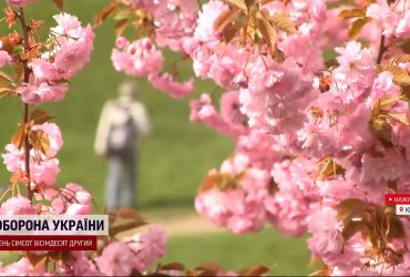 Неймовірна краса: у ботсаду Гришка розквітла алея сакур