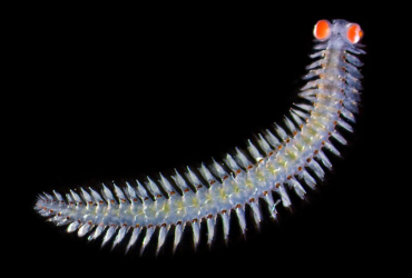 Морський черв'як з очима у 20 разів більшими за його голову збентежив учених