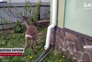 Раненого оленя спасли на Ривненщине