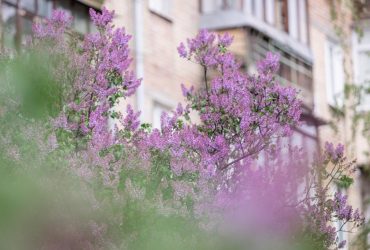 Сегодня в Киеве резко потеплеет: температура подскочит на 5 градусов