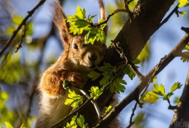 Коли в Україні потепліє: синоптик назвала період