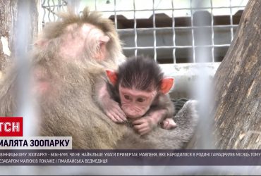 У Вінницькому зоопарку народилися гамадриленя, ведмежа та лоша