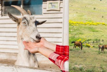 Оптическая иллюзия с подвохом: надо найти козу среди лошадей за 9 секунд
