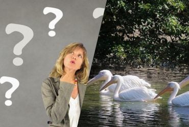 Быстрый тест для проверки IQ: надо найти странную птицу среди пеликанов за 7 секунд