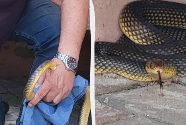 В Одесі рідкісна змія покусала директора зоопарку: як на вулиці ловили велетня (фото)