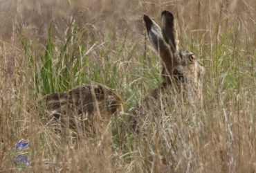 Бігають по воді: чому у заповіднику на Одещині з’явилося багато зайців