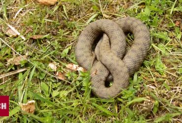 Аномальное "нашествие" змей в Киеве: что говорят ученые