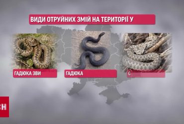 Голими руками кидається на все, що повзає: науковець пояснив, чи буде навала змій у Києві