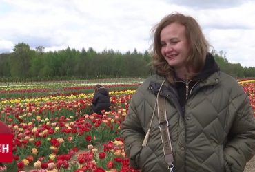 Мільйони тюльпанів в одному місці: на Волині стартував квітковий фестиваль