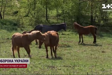 Вважалося, що вони вимерли: на Поліссі відновлюють популяцію аборигенних коней