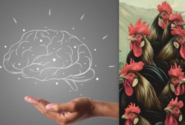 Простий тест для перевірки IQ: треба знайти курку серед півнів за 7 секунд