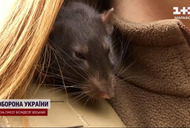 Бойова одиниця і віддушина для побратимів. У гарячих точках "виконує завдання" військовий пацюк