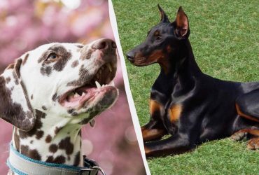 Скажи мені, хто твій друг: що порода собаки розповість про характер її власника