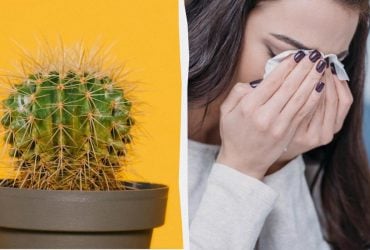 Чому кактуси не можна тримати вдома: п'ять вагомих причин