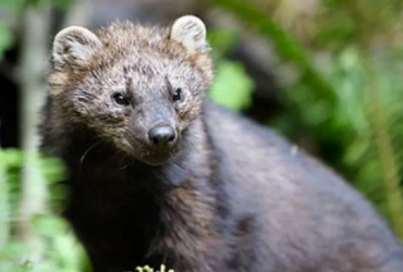 Тварину, яка вимерла 200 років тому, помічено на узбіччі дороги в США