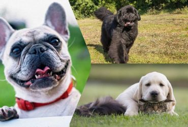 Вони ніколи вас не вкусять: 10 найменш агресивних порід собак