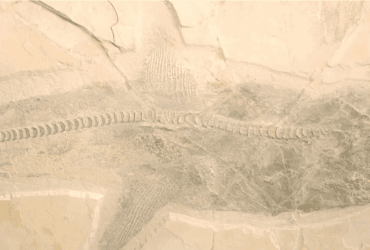 Древний 10-метровый родственник большой белой акулы обнаружен в карьере в Мексике