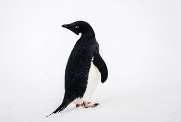 Украинские полярники во всемирный день пингвинов показали уникальные фото