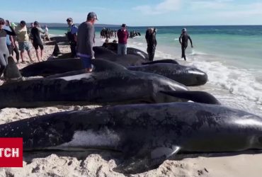 Рятувальна операція: півтори сотні "родичів" дельфінів застрягли на мілині