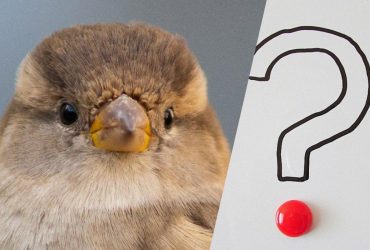 Треба знайти заблукалого горобця серед бакланів за 9 секунд: дивовижна головоломка