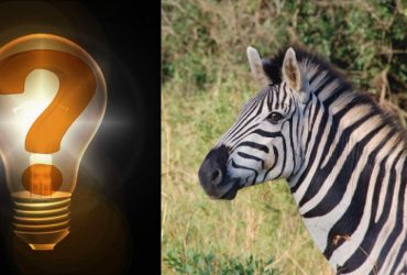 Простий тест для перевірки IQ: треба знайти дивну зебру за 10 секунд