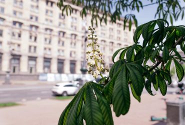 Погодные итоги мая в Киеве: в какой рейтинг вошел месяц