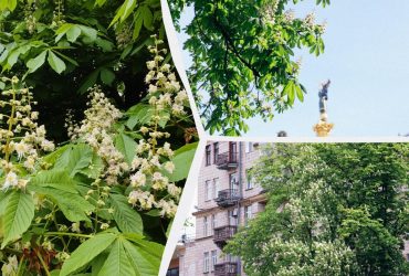 У Києві почали квітнути каштани (фоторепортаж)