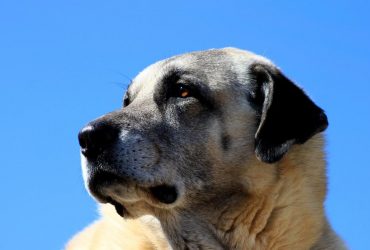 Мускулистые и любящие: топ-3 сильных пород собак (фото)