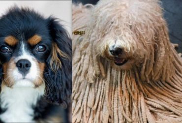 Примадонны среди собак: за какими животными нужен особенный уход (фото)