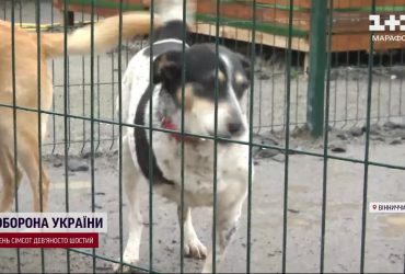 Двое британцев создали реабилитационный центр в Винницкой области