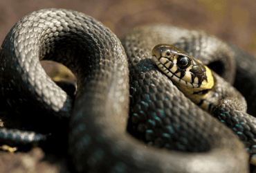 Змеи уже проснулись: во Львовской области пресмыкающиеся покусали двух людей