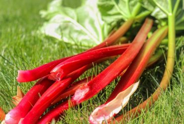 Загадкова рослина: що таке ревінь та які страви можна з нього приготувати