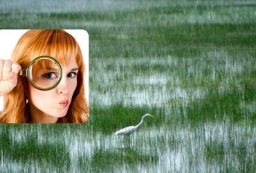 Не всі можуть відшукати пташку за 9 секунд: хитра головоломка