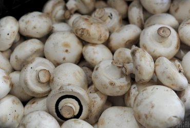 Назбирав у себе на подвір’ї: на Черкащині чоловік отруївся схожими на печериці грибами