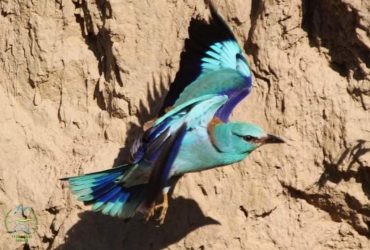 Подолали 6 тисяч кілометрів: до заповідника на Одещину прилетіли рідкісні тропічні птахи