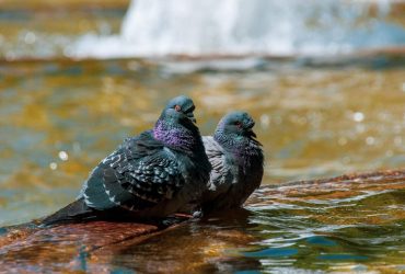 В Украину мчится новая волна сильной жары: синоптик назвала точные даты