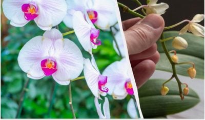 Почему опадают цветы у орхидеи? | Полезные советы от 