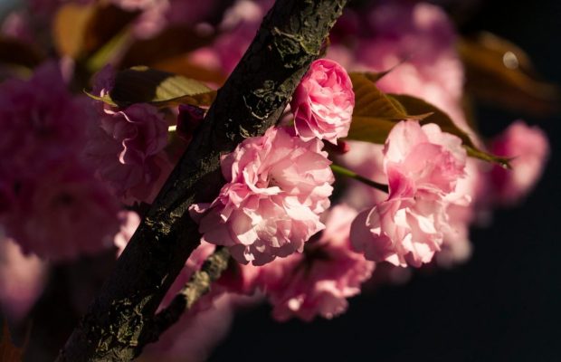 На Закарпатті розквітли сакури: пік цвітіння очікується цими вихідними (відео)