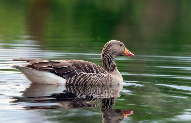 Яке свято 4 травня: пам'ятні події в історії, прикмети та заборони дня