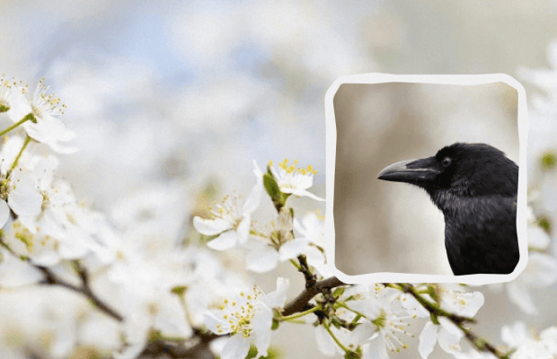 Яке свято 14 квітня: що не можна робити, прикмети, пам'ятні події в історії