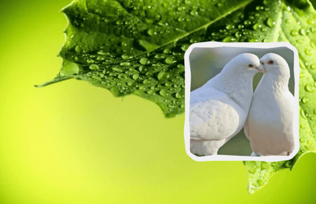 Яке свято 15 квітня: що можна і не можна робити, прикмети, пам'ятні події в історії