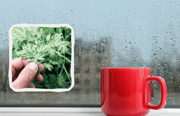 Чому сьогодні не можна дивитися у вікно: свята, прикмети та заборони 20 квітня