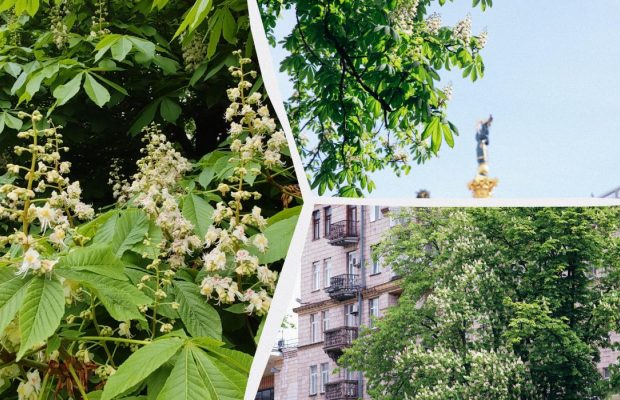 В Киеве начали цвести каштаны (фоторепортаж)