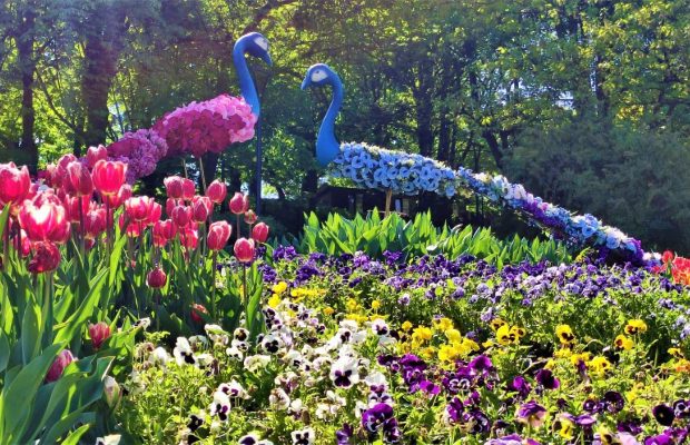 Чим дивує цього року виставка тюльпанів на "Співочому полі" (фоторепортаж)