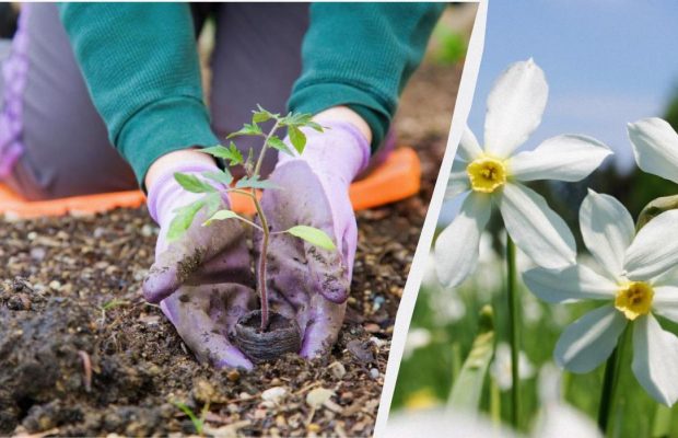 Народне свято 1 травня: що обов'язково варто зробити на ділянці